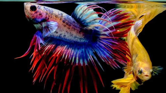 How Quite a bit Do Betta Fish Eat? Concepts for Feeding Your Pet Fish