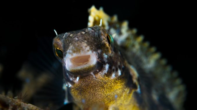 The Full Dragon Goby Care Info