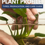 Plant Profile, Kinds, Propagation And Care Data