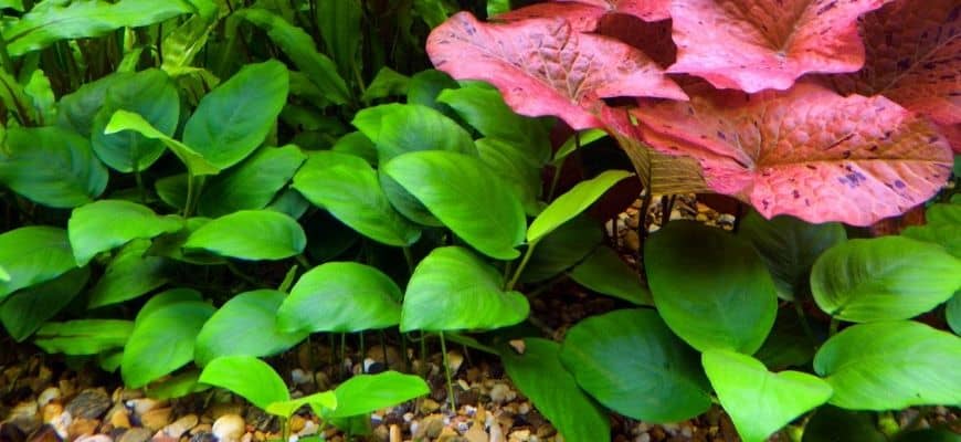 Walstad Method for Planted Tanks