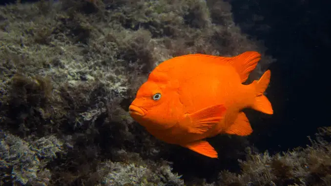 Garibaldi Fish: The California State Fish