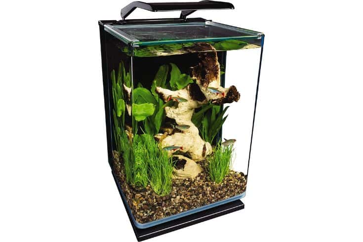 Biggest Tank For Guppies – Critiques and Purchaser’s Info